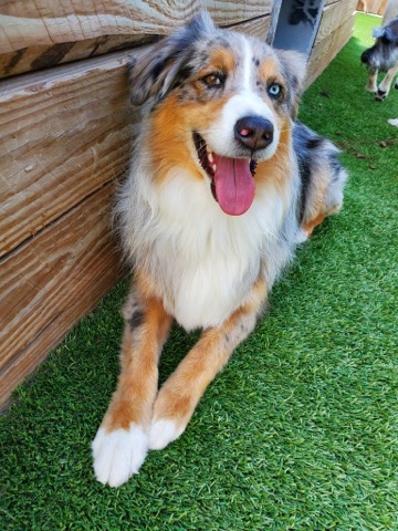 Half Moon Kennels Dog Image #10