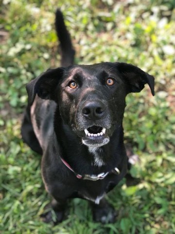 Half Moon Kennels Dog Image #101