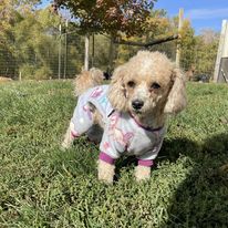 Half Moon Kennels Dog Image #102