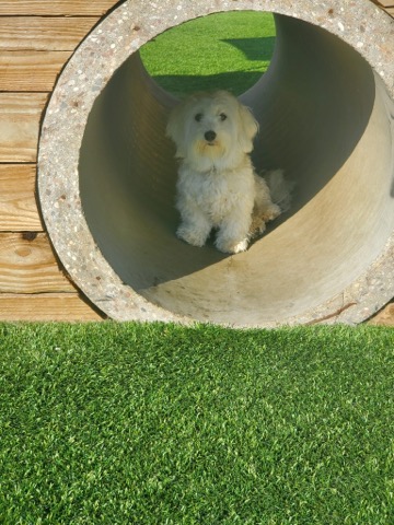 Half Moon Kennels Dog Image #12