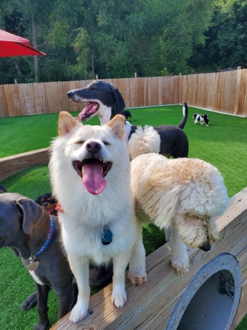 Half Moon Kennels Dog Image #17