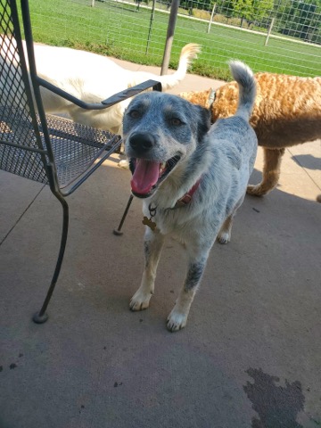 Half Moon Kennels Dog Image #20