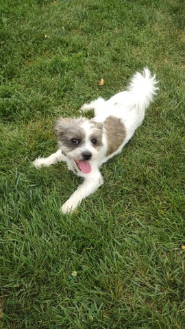 Half Moon Kennels Dog Image #21