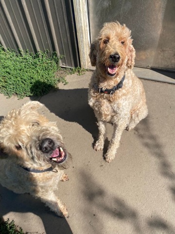 Half Moon Kennels Dog Image #26