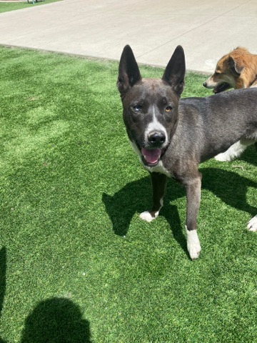 Half Moon Kennels Dog Image #4