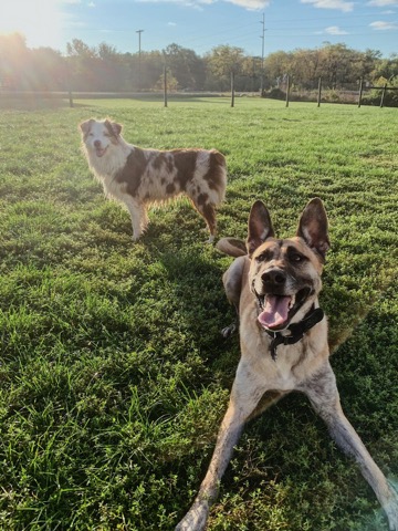 Half Moon Kennels Dog Image #40