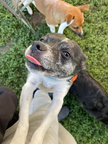Half Moon Kennels Dog Image #42