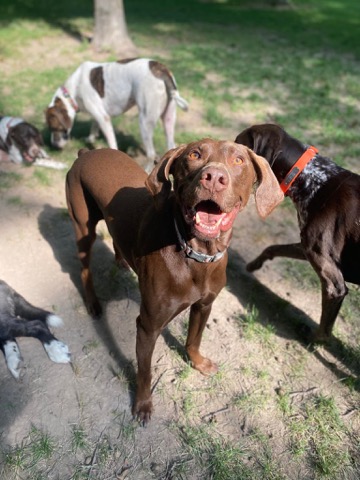 Half Moon Kennels Dog Image #43