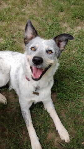 Half Moon Kennels Dog Image #45