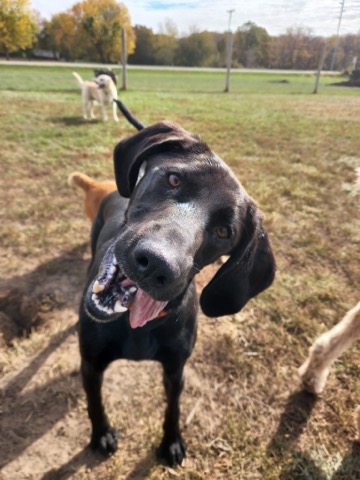 Half Moon Kennels Dog Image #46
