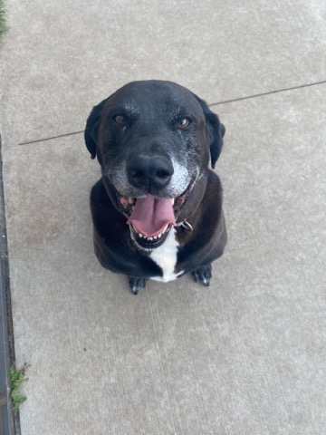 Half Moon Kennels Dog Image #48