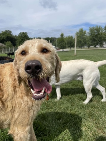 Half Moon Kennels Dog Image #50