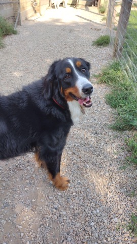 Half Moon Kennels Dog Image #51