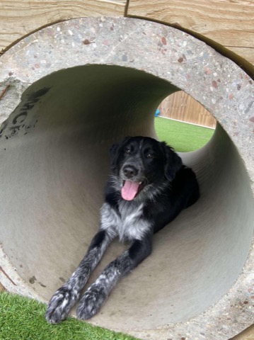 Half Moon Kennels Dog Image #52