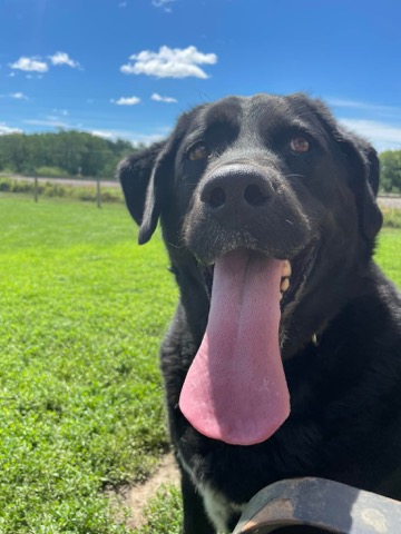 Half Moon Kennels Dog Image #55