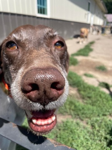 Half Moon Kennels Dog Image #57