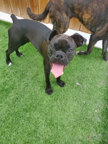 Half Moon Kennels Dog Image #6