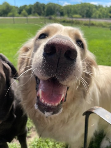 Half Moon Kennels Dog Image #61