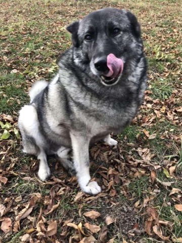 Half Moon Kennels Dog Image #64