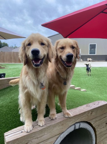 Half Moon Kennels Dog Image #65