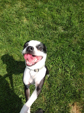 Half Moon Kennels Dog Image #66
