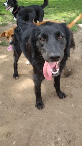 Half Moon Kennels Dog Image #67