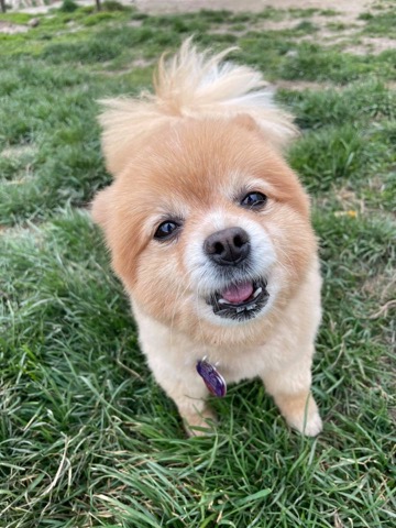 Half Moon Kennels Dog Image #68