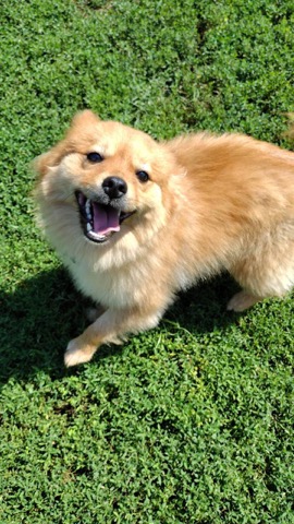 Half Moon Kennels Dog Image #69