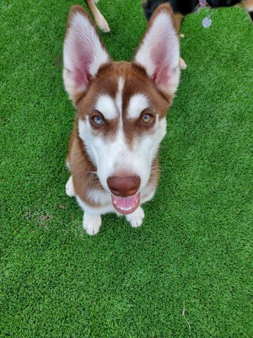 Half Moon Kennels Dog Image #7