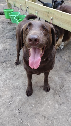 Half Moon Kennels Dog Image #70
