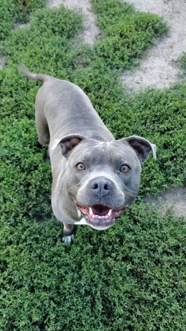 Half Moon Kennels Dog Image #71