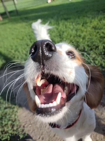 Half Moon Kennels Dog Image #75