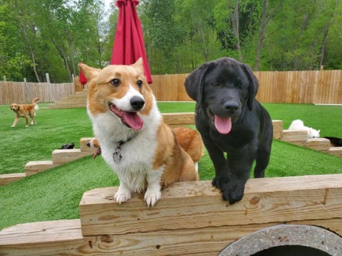 Half Moon Kennels Dog Image #76