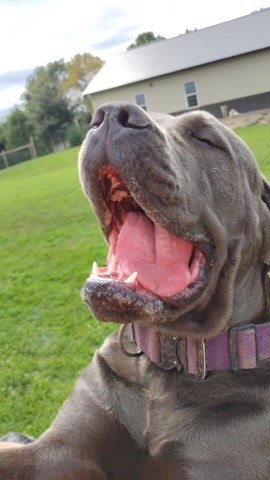 Half Moon Kennels Dog Image #83