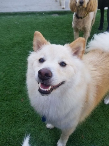 Half Moon Kennels Dog Image #85