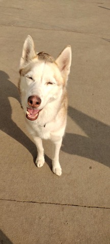 Half Moon Kennels Dog Image #89