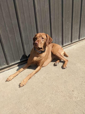 Half Moon Kennels Dog Image #93