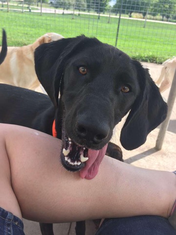Half Moon Kennels Dog Image #95