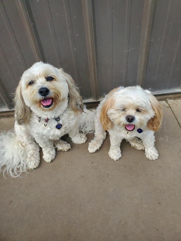 Half Moon Kennels Dog Image #99