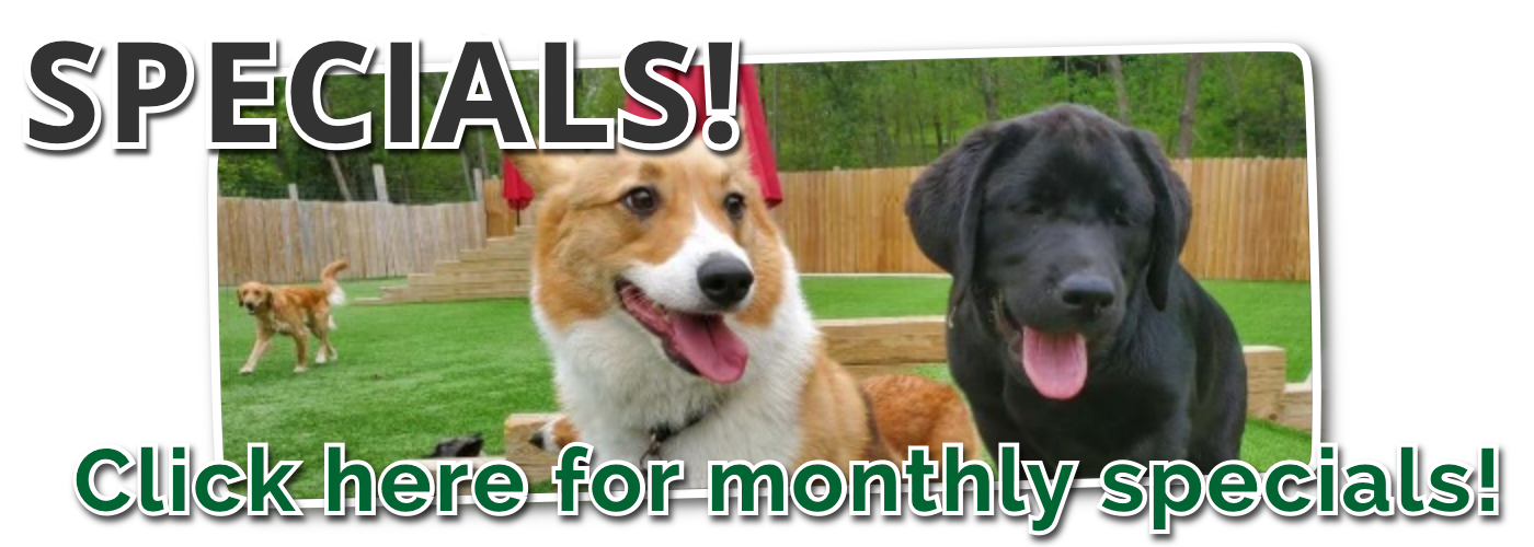 Half Moon Kennels Specials