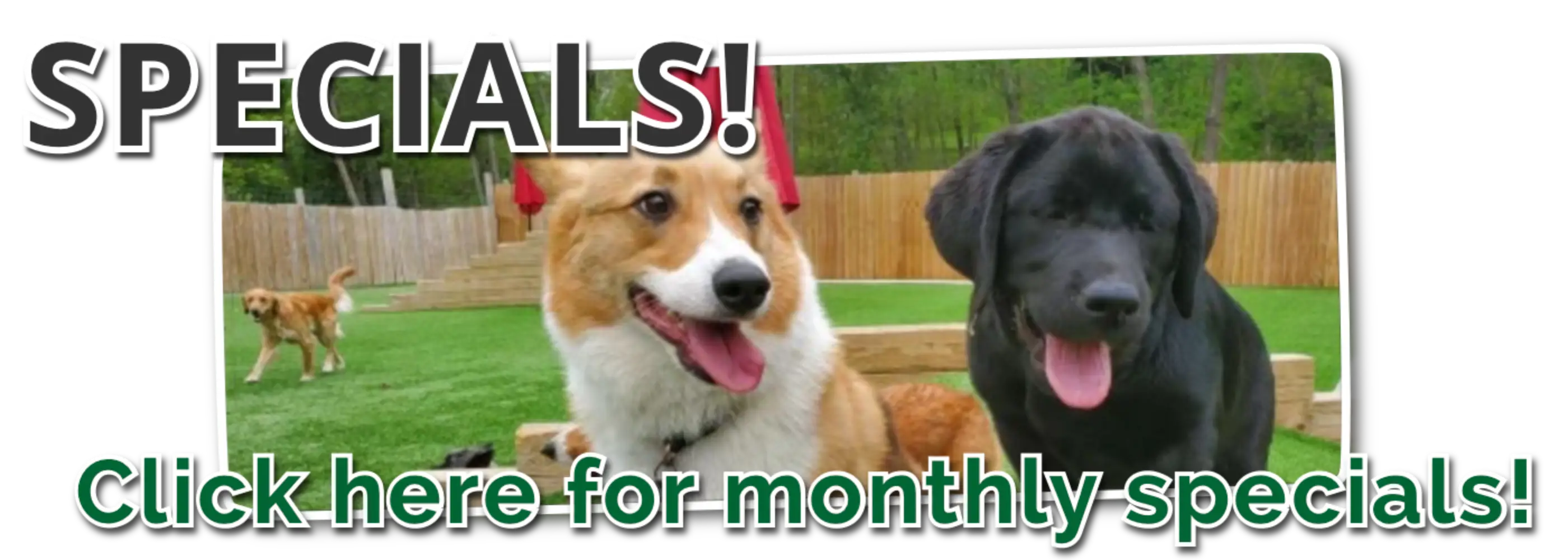 Half Moon Kennels Specials